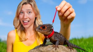 🐸 Aquarium Info / Завела настоящего ДРАКОНА! Построила королевство с замком для ящерицы Гизмо