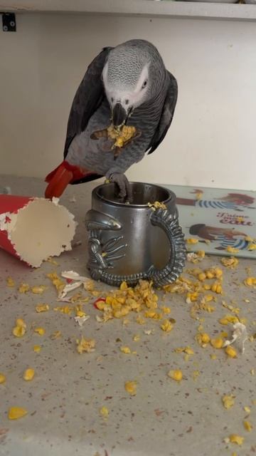 12-08-2026. Попугай 🦜 Девочка Гуччи трапезничает.