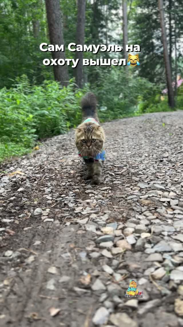 На самом деле Самуэль добрый и пушистый!😻 #котики #юмор #животные #природа