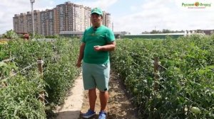 Уход за томатами в августе.