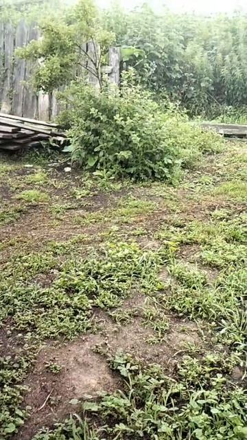 Они просто растворились в тумане...