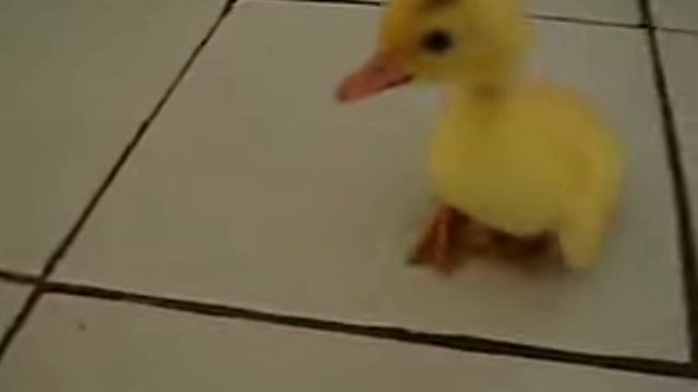 Этому видео 21 год. Утёнок