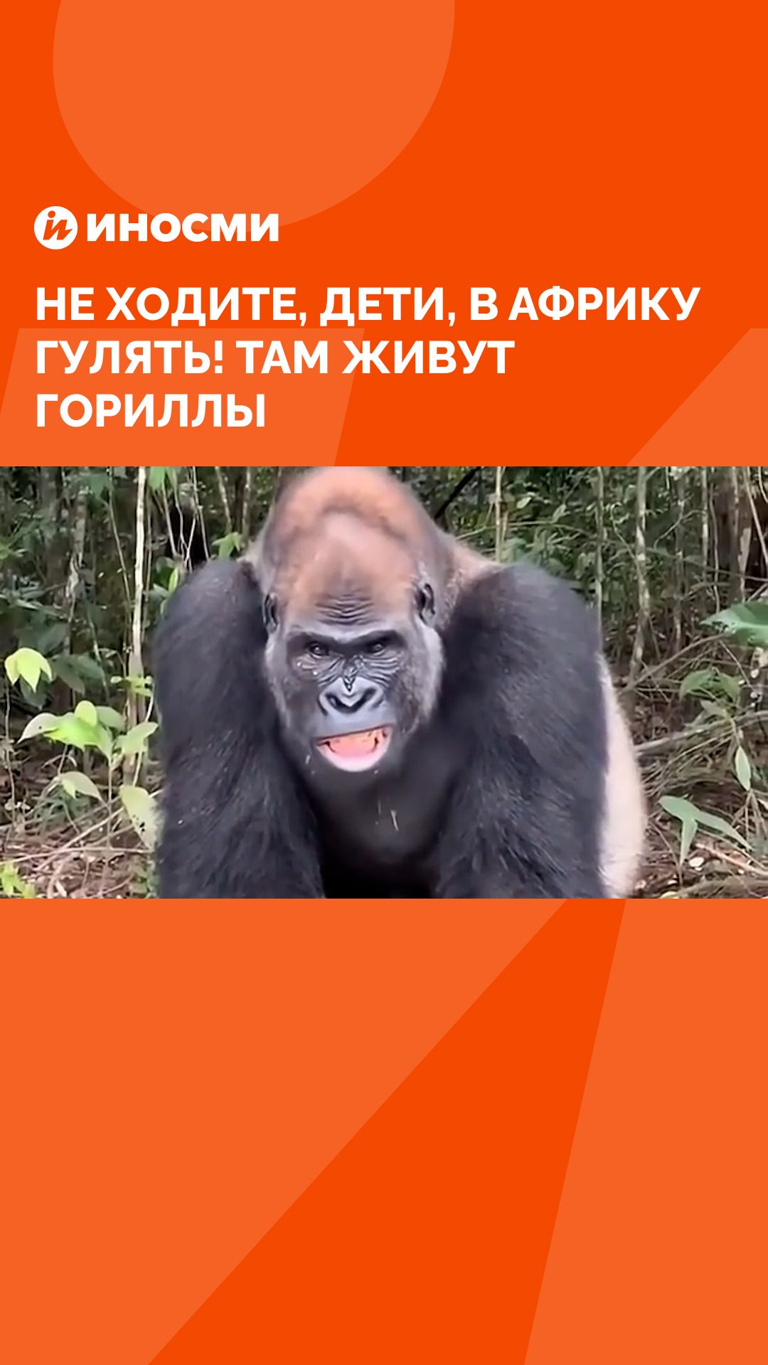 Не ходите, дети, в Африку гулять! Там живут гориллы