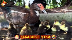 Забавные утки мускусные и пекинские на свободном выгуле со своими друзьями ч.(423) ❣️🤗😂