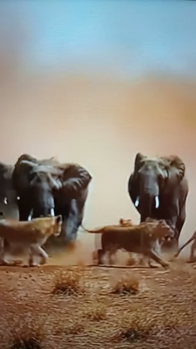 Львы нападают на Слонов😯#Shorts