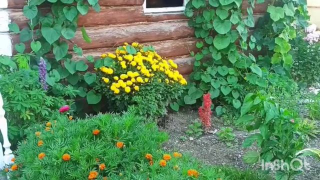 Видео на конкурс. Покрасила крыльцо. Подарили розу.