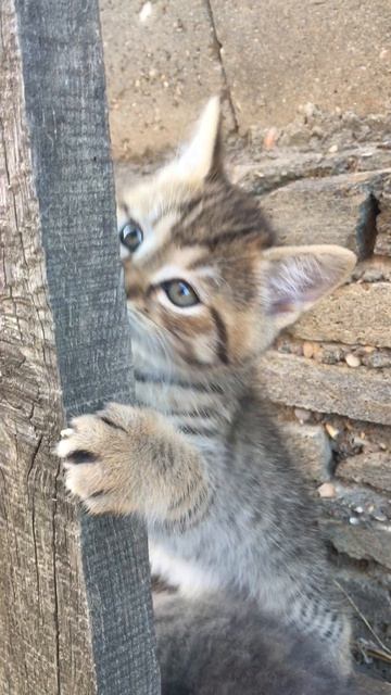 Муся и котята