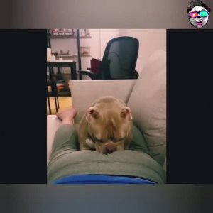 Весëлые животные.