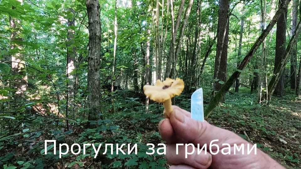 Если есть лисички, то горки подождут. Собираю грибы