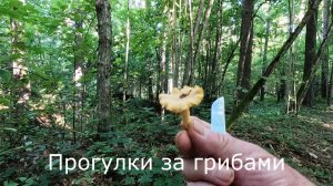 Если есть лисички, то горки подождут. Собираю грибы