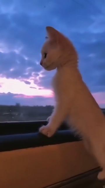 Коты подборка😺😽♥️