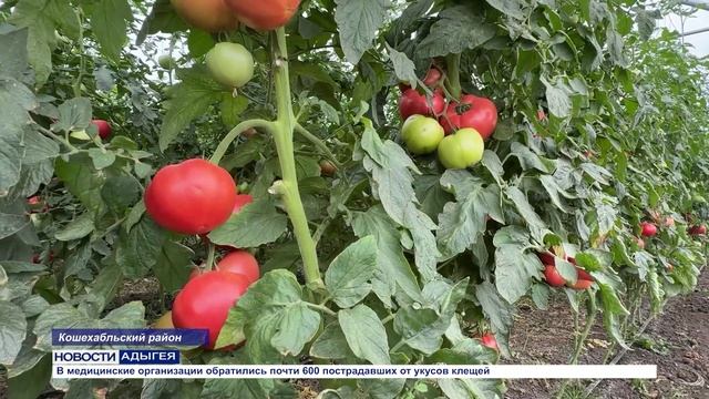 Информационный выпуск Майкопского телевидения 12.08.2026г.
