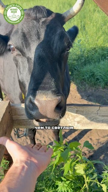 Сегодня  день солнечного затмения.