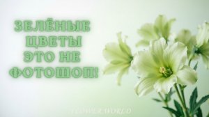 10 ЗЕЛЁНЫХ цветов, которые сломают вам шаблон.
