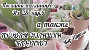 ПОСЧИТАЛА КАЛАНХОЭ ● ИХ  28  ВИДОВ ● ПРОДАМ ИЗЛИШКИ КАЛАНХОЭ ●●●