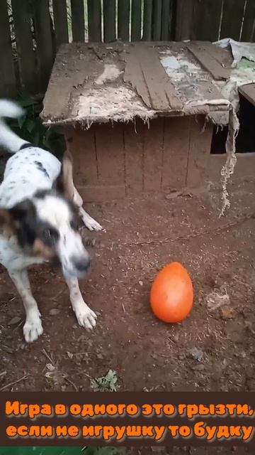 А что собакам интересней и нужней?