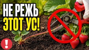 ЭТОТ УС НЕЛЬЗЯ СРЕЗАТЬ - ОШИБАЮТСЯ ПОЧТИ ВСЕ! ПРОВЕРЬТЕ ПЕРЕД ОБРЕЗКОЙ