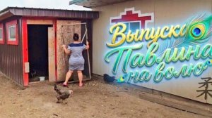 КАК ВЫЖИВАЮТ РУССКОЯЗЫЧНЫЕ НА ЗАГНИВАЮЩЕМ ЗАПАДЕ: ДУМАЛА ОН ПРИВЫК А ОН СБЕЖАЛ !!!