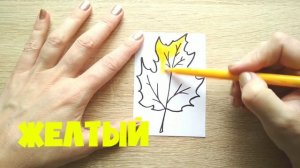ЛИСТ КЛЕНА / раскраска КЛЕНОВЫЙ ЛИСТ / НарисуйКа