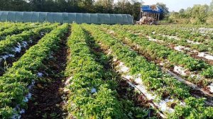 Подкормки и обработки земляники садовой (клубники) в конце лета. Обзор от агронома клубничника.