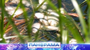 ⚡️Мор рыбы в Республике! Нехватка кислорода или выброс химикатов?