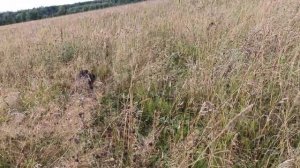 корост_120826