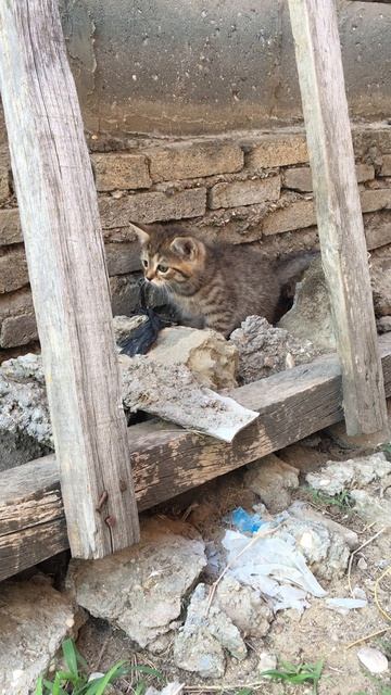 Муся и котята