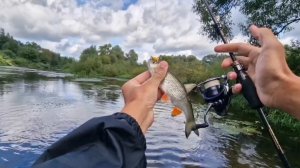 🎣ГОЛАВЛИ В АВГУСТЕ? ЖУК ПОКАЗАЛ СЕБЯ В ДЕЛЕ. ЯРКИЕ ПОКЛЕВКИ КРАСНОПЕРОГО🎣