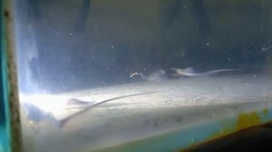 Amu Darya shovelnose (P. kaufmanni). The 1st gen in aquaculture. Nukus, Uzbekistan 06.08.2026 - 2
