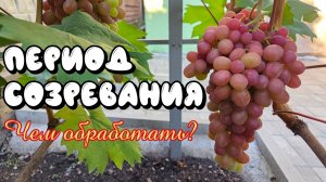 ОБРАБОТКА винограда В ПЕРИОД СОЗРЕВАНИЯ. Что использовать?