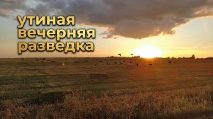 Утиная вечерняя разведка. прогулка с первопольным щенком. поиск утиных мест