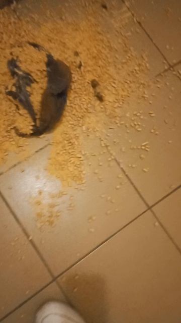 УК Стандарт в Новосибирске срет мне под дверь, подскажите что делать в таких случаях?