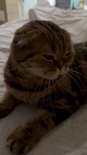 Милая шотландская вислоухая кошечка 😺🐱