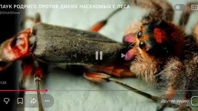 из известного фильма