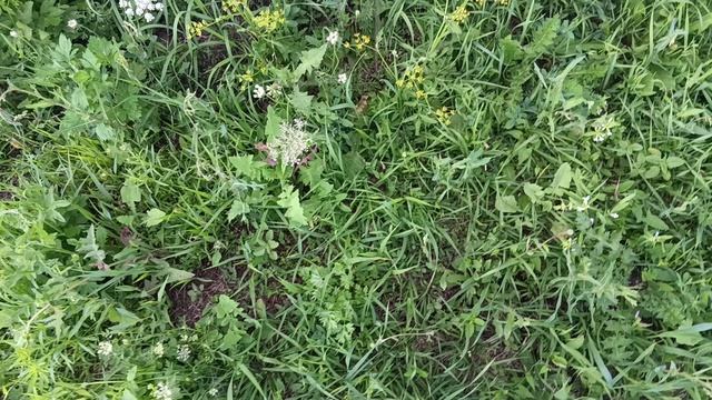 Обнаглевшие зайцы, куропатки и вяхиря