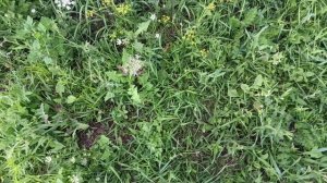 Обнаглевшие зайцы, куропатки и вяхиря