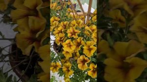 Петхоа Beautical Caramel Yellow.Остатки роскоши.