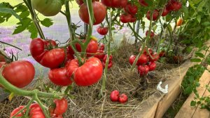 🍅 ОГРОМНЫЙ УРОЖАЙ ТОМАТОВ! САМЫЕ ЛУЧШИЕ СОРТА ДЛЯ ВЫРАЩИВАНИЯ!