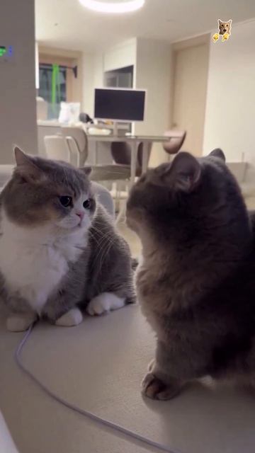 Побазарим в натуре!😻Веселые котики. Коты хулиганы! Невероятные трюки! #кот #хули #трюк #смех #short
