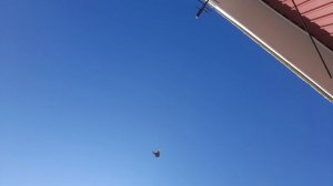 Николаевские голуби молодой 12.08.26
