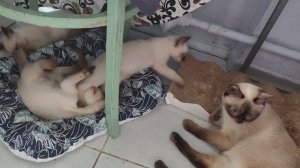 Котята Вариации уже подросли