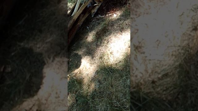 самое большое видио