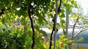 Виноград заплёл всё