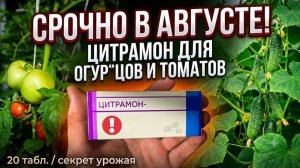 Срочно в Августе! Цитраном для Огурцов и Томатов