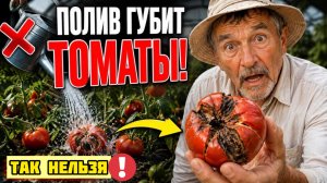 ВЫ УБИВАЕТЕ ТОМАТЫ СВОИМИ РУКАМИ. КАЖДЫЙ ВЕЧЕР