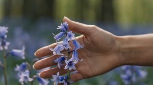 Blue Bell Wood _ Тиночка Клофелинн