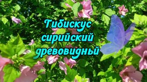 Гибискус сирийский древовидный🌺