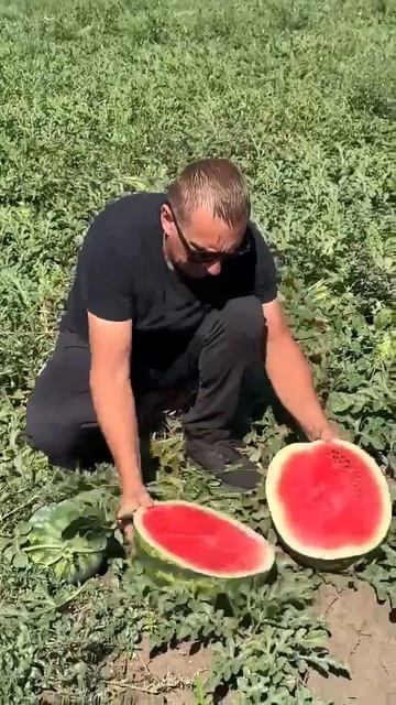 🍉 Соль-Илецкие арбузы уже на подходе
