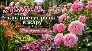 Как цветут розы в жару, 33+ в тени.
