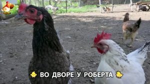 Содержание кур в домашних условиях и других птиц во дворе у Роберта 🐣🐤🦆🐔🪿🦃 (580)